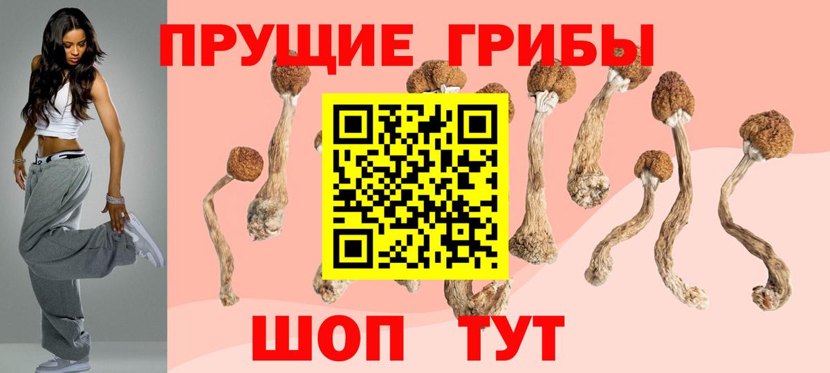 Псилоцибиновые грибы Cubensis Тавда